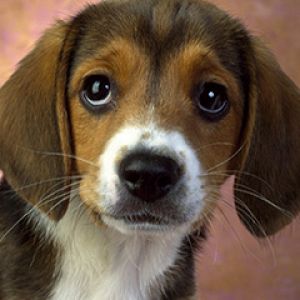 Roztomilý Beagle Štěně