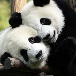 Roztomilé pandy