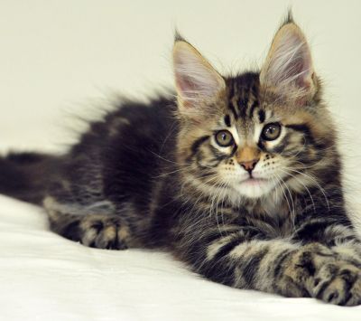 Roztomilý Kocour Maine Coon