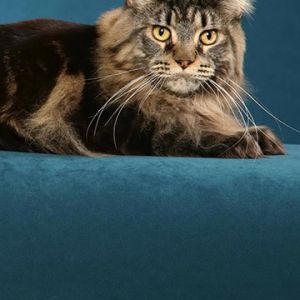 Majestátní kočka Maine Coon