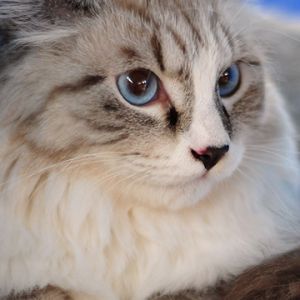Roztomilá Ragdoll Kočka