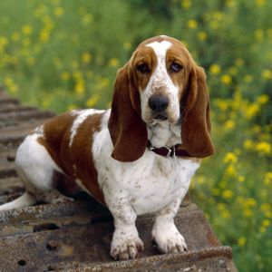 Basset Hound v Přírodě