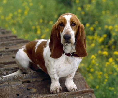 Basset Hound v Přírodě