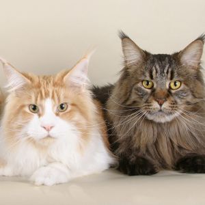 Maine Coon kočky