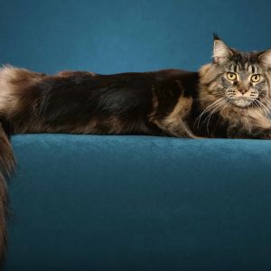 Majestátní kočka Maine Coon