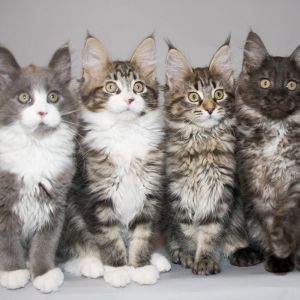 Roztomilá koťata Maine Coon
