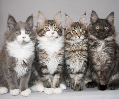 Roztomilá koťata Maine Coon - wallpaper preview