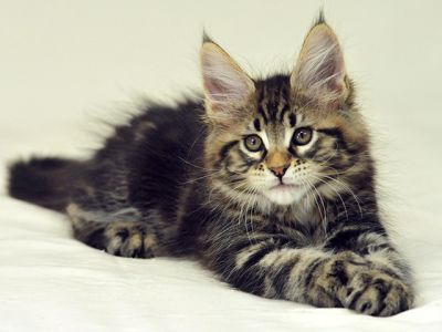 Roztomilý Kocourek Maine Coon