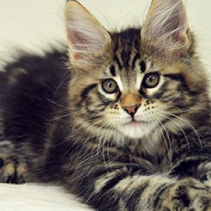 Roztomilé kotě Maine Coon