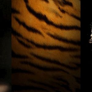 Majestátní Tiger Art