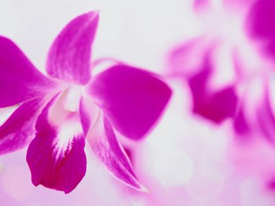 Krásná růžová orchidej