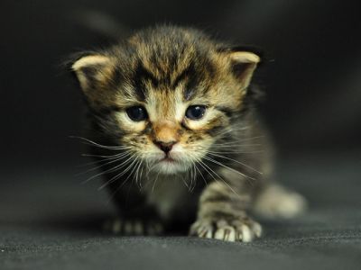 Roztomilé Kotě Zblízka - wallpaper preview