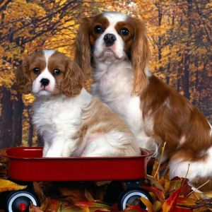 Roztomilí Cavalier King Charles Španělé