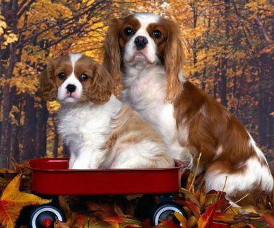 Roztomilí Cavalier King Charles Španělé