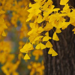 Živé Žluté Ginkgo Listy