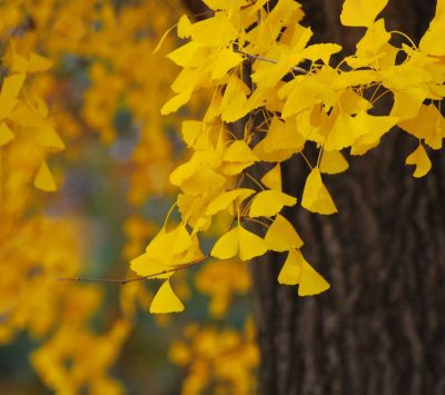 Živé Žluté Ginkgo Listy