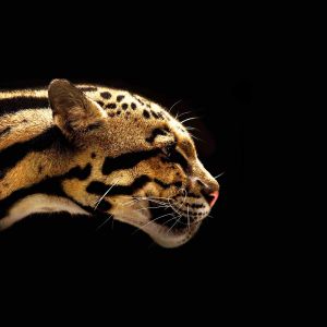 Majestátní Profil Jaguára