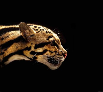 Majestátní Profil Jaguára