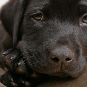 Roztomilý černý labradorský štěně