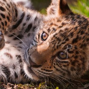 Roztomilá leopardí mláďata
