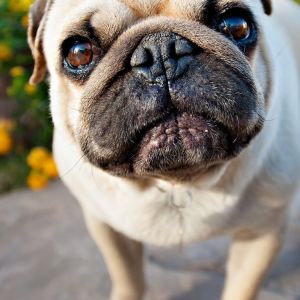 Roztomilý Pug Zblízka