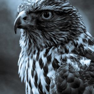 Majestátní portrét sokola