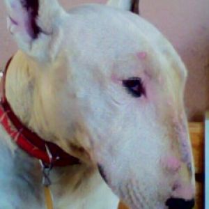 Bílý Bull Terrier Portrét