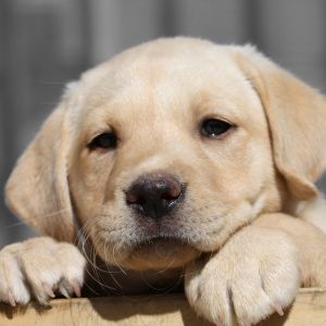 Roztomilý Labrador Štěně