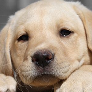 Roztomilý Labrador Štěně