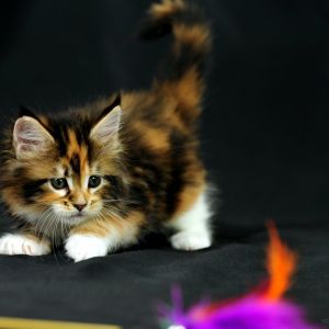 Roztomilý Maine Coon Koťátko